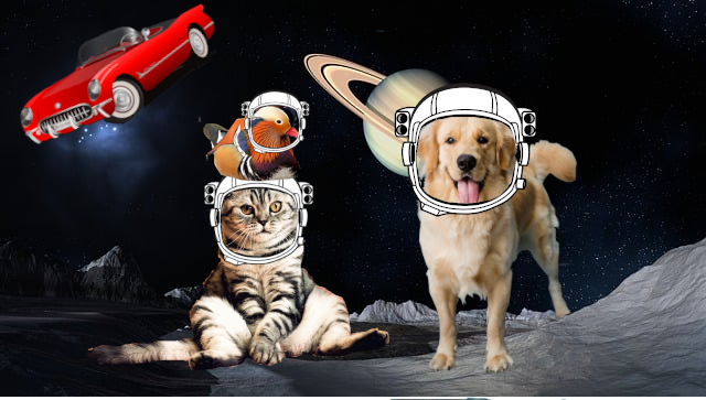 animals in space